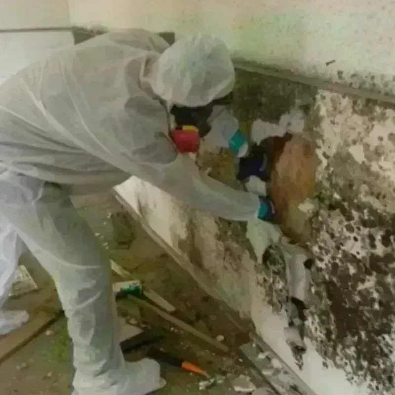 Mold Remediation and Removal in Plainville, KS